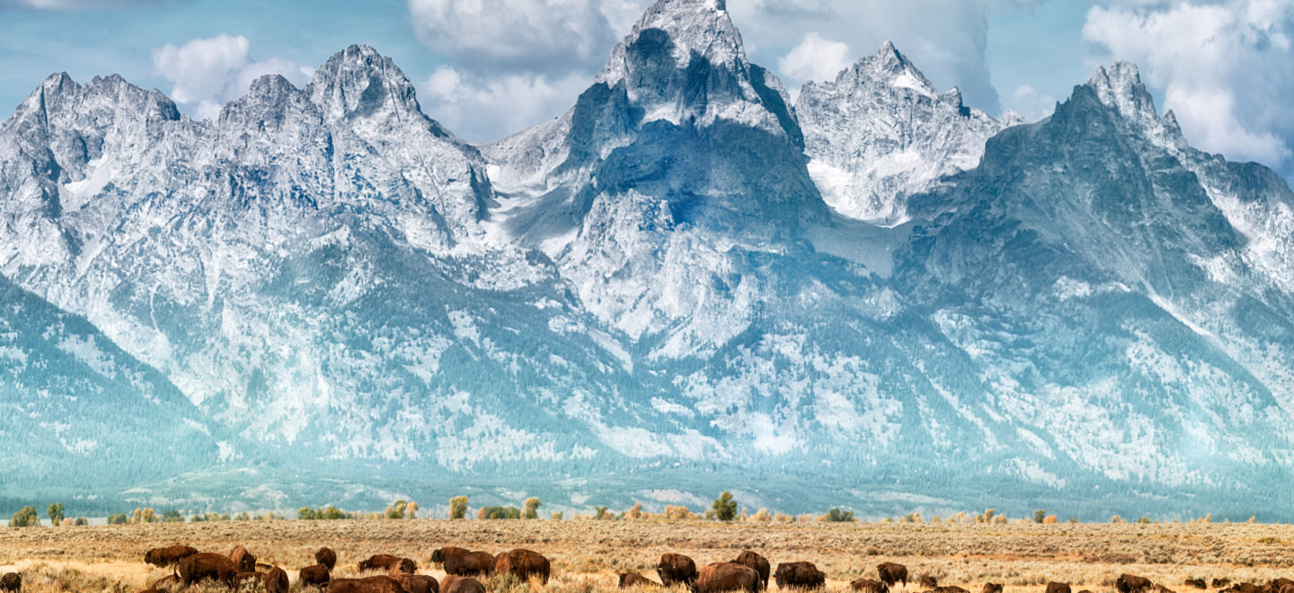 Majestätisch: Bisonherden grasen vor der Bergkulisse der Rocky Mountains. Die Tiere wurden im Yellowstone-Nationalpark durch Jäger schon einmal fast ausgerottet. Foto: Matt Anderson/Getty Images
