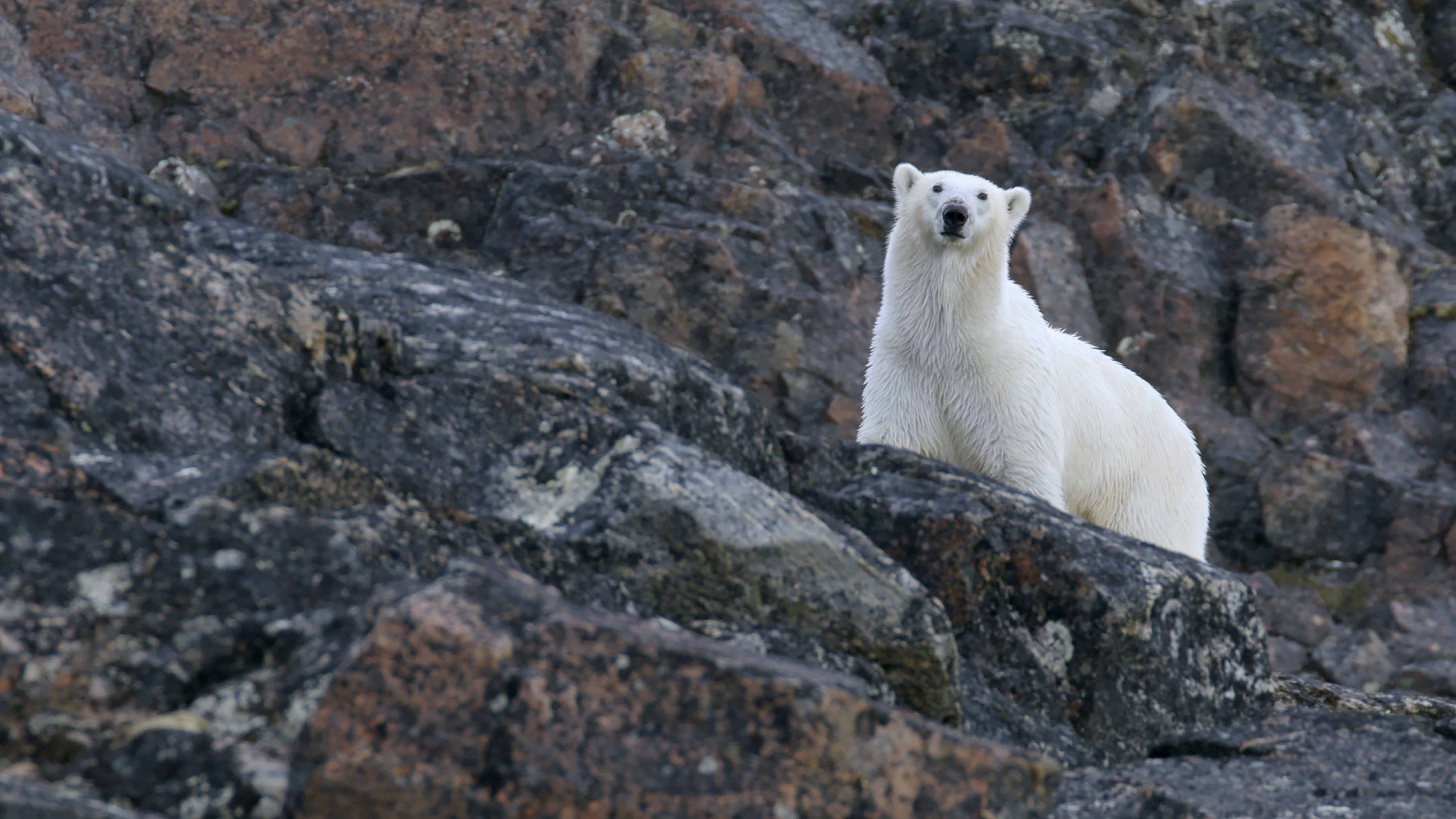 Der Eisbär verliert sein Jagdrevier, wenn das Eis schmilzt. Foto: Jill Heinerth / Galafilm Productions