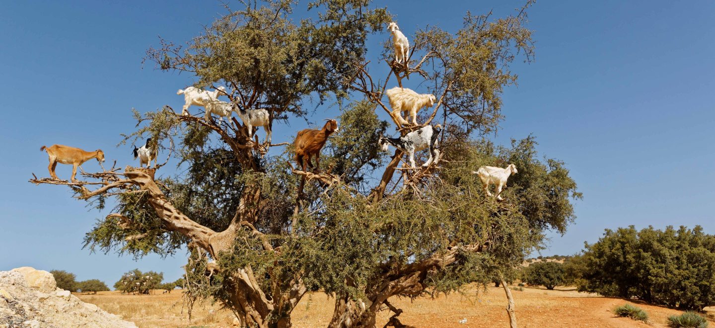 Kletterkünstler: Die Ziegen im Südwesten Marokkos fressen gern die Blätter und Früchte des Arganbaums.