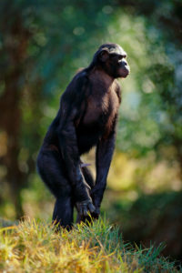 Im Wesen und Verhalten haben sich Bonobos und Schimpansen deutlich auseinanderentwickelt. Die sanften Bonobos gehen friedlich miteinander um, Konflikte werden durch Sex gelöst. Schimpansen hingegen können aggressiv sein und tragen Kämpfe aus, die nicht selten tödlich enden. Foto: Jean-Michel Labat/AUSCAPE/Universal Images Group/Getty Images