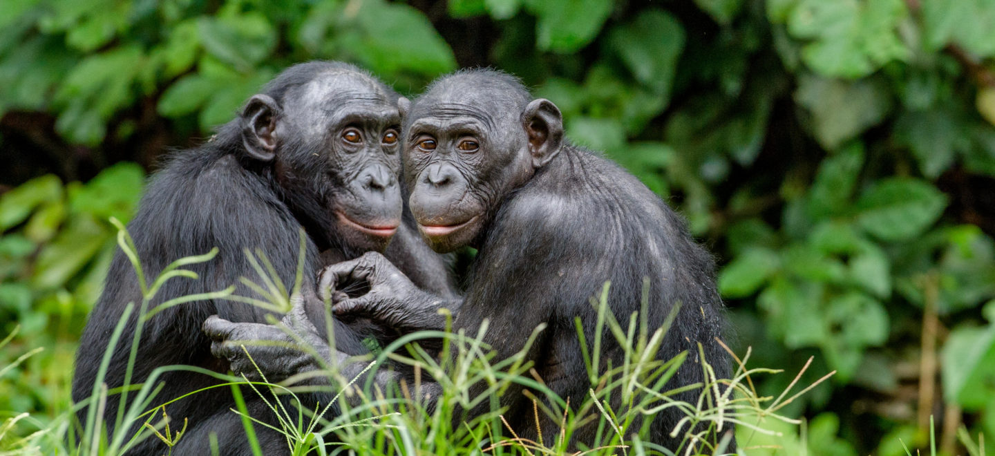 Ungleiche Vettern: Bonobos unterscheiden sich äußerlich kaum von Schimpansen. Die Gesichter der Bonobos sind dunkler mit rötlichen Lippen, und sie wirken zierlicher als ihre engen Primaten-Verwandten. Foto: Sergey Uryadnikov/Alamy Stock Photo