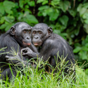 Ungleiche Vettern: Bonobos unterscheiden sich äußerlich kaum von Schimpansen. Die Gesichter der Bonobos sind dunkler mit rötlichen Lippen, und sie wirken zierlicher als ihre engen Primaten-Verwandten. Foto: Sergey Uryadnikov/Alamy Stock Photo