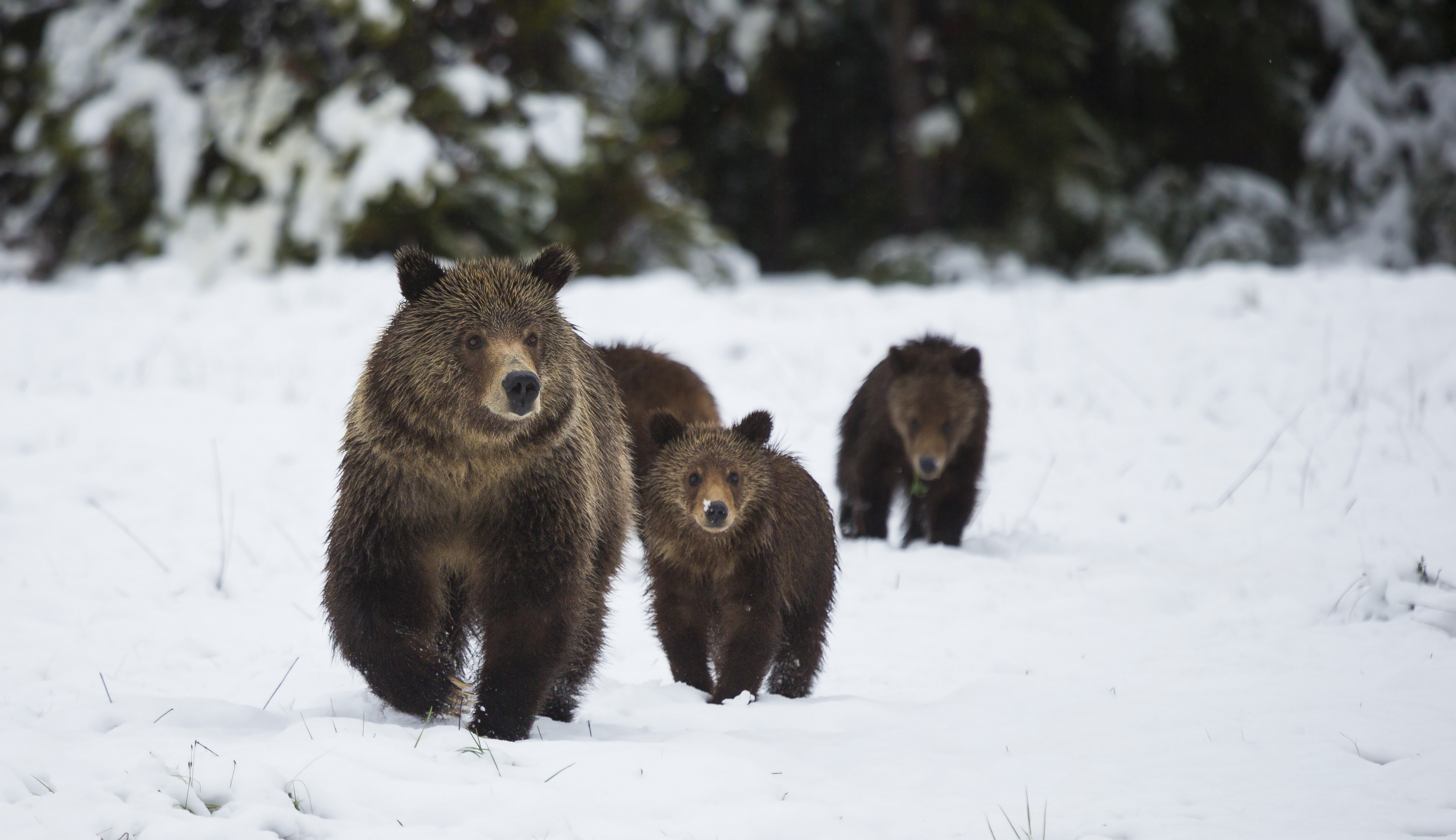Grizzlybären gehören zu den zwischenzeitlich stark dezimierten Raubtieren im Park. Foto: Chase Dekker/Getty Images