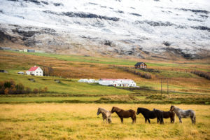 Pferde, Gletscher, Vulkane: Der Dreiklang steht für Island, den dünn besiedelten Inselstaat am nördlichen Polarkreis. Foto: Benjawan Sittidech/Getty IMages