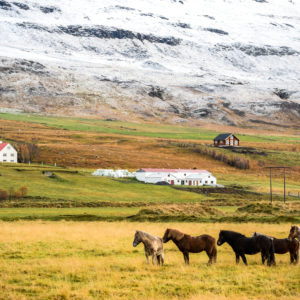 Pferde, Gletscher, Vulkane: Der Dreiklang steht für Island, den dünn besiedelten Inselstaat am nördlichen Polarkreis. Foto: Benjawan Sittidech/Getty IMages