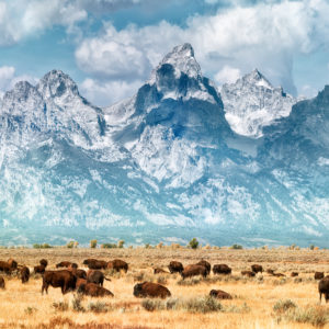 Majestätisch: Bisonherden grasen vor der Bergkulisse der Rocky Mountains. Die Tiere wurden im Yellowstone-Nationalpark durch Jäger schon einmal fast ausgerottet. Foto: Matt Anderson/Getty Images