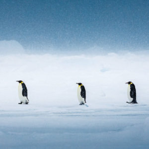 Pinguine, Antarktis