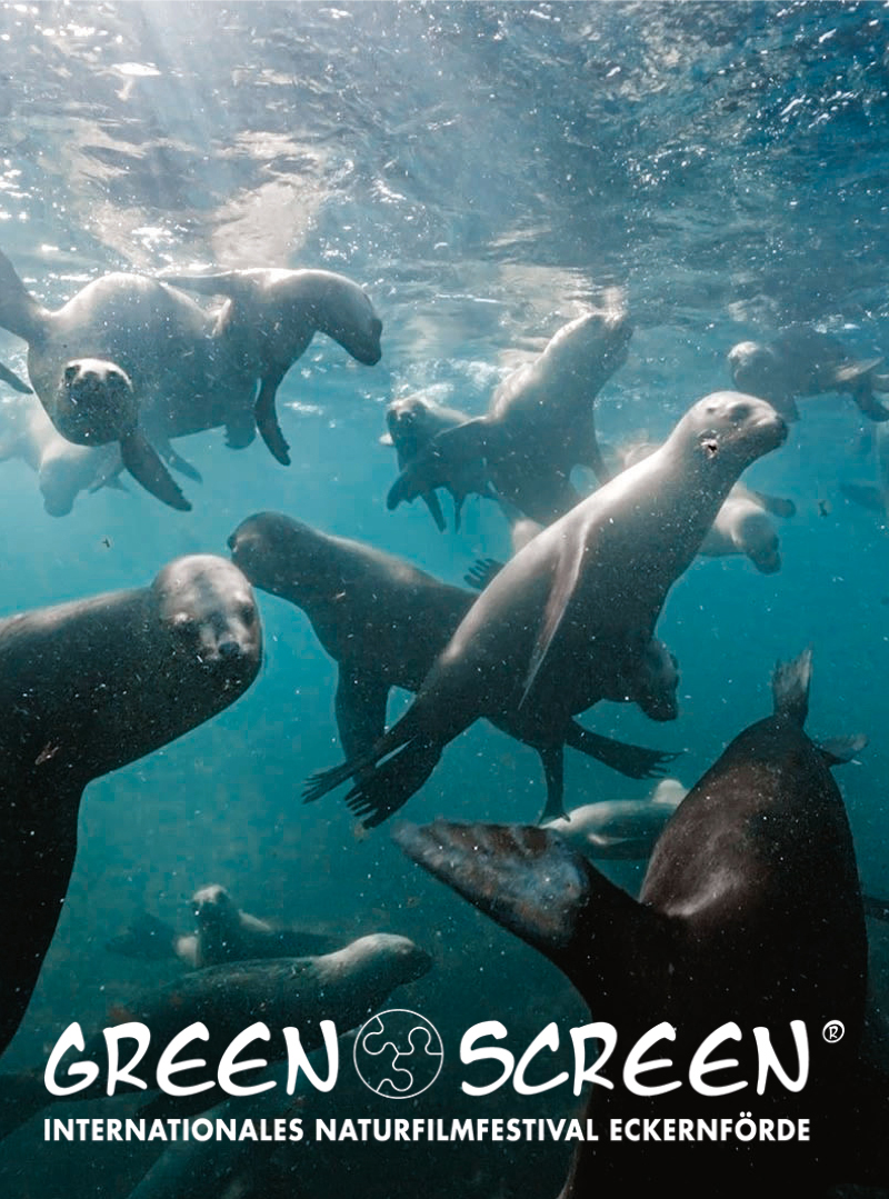 Greenscreen Naturfilmfestival: Robben unter Wasser