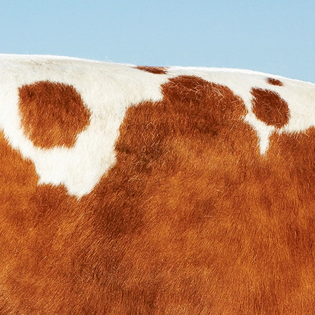 Foto vom Rücken einer Kuh