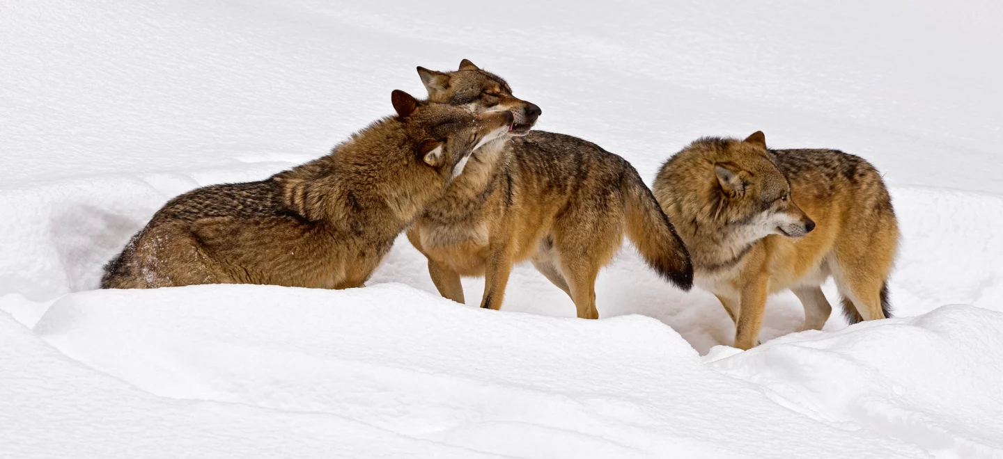 Wolfsrudel im Schnee