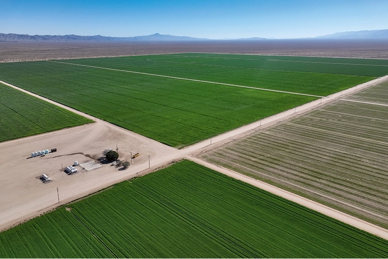 Ein Monokultur-Feld.