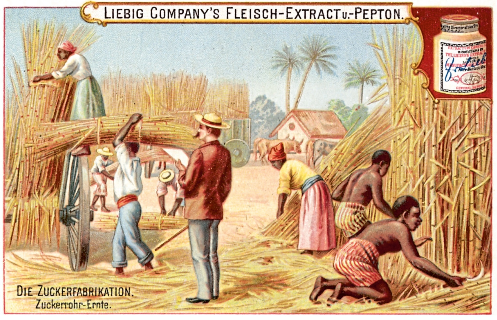 Die Aufnahme zeigt eine Farblithografie aus dem Jahr 1900, ihr Titel: „Die Zuckerfabrikation. Zuckerrohr-Ernte“.