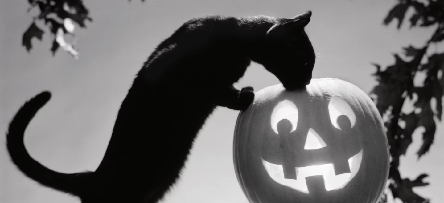 Schwarze Katze beschnuppert einen Kürbis auf einem Zaun