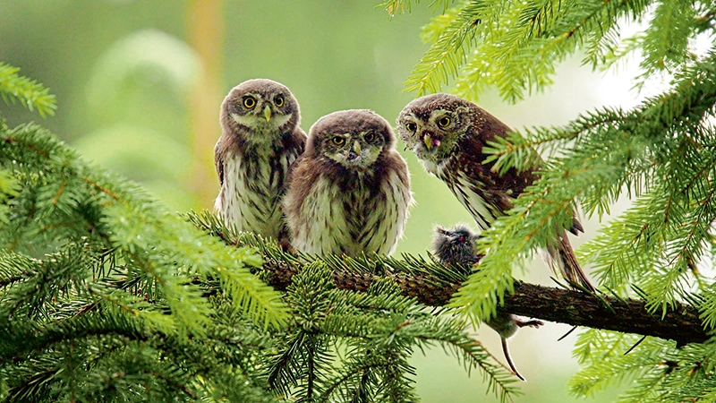 Drei Eulen in einem Baum,