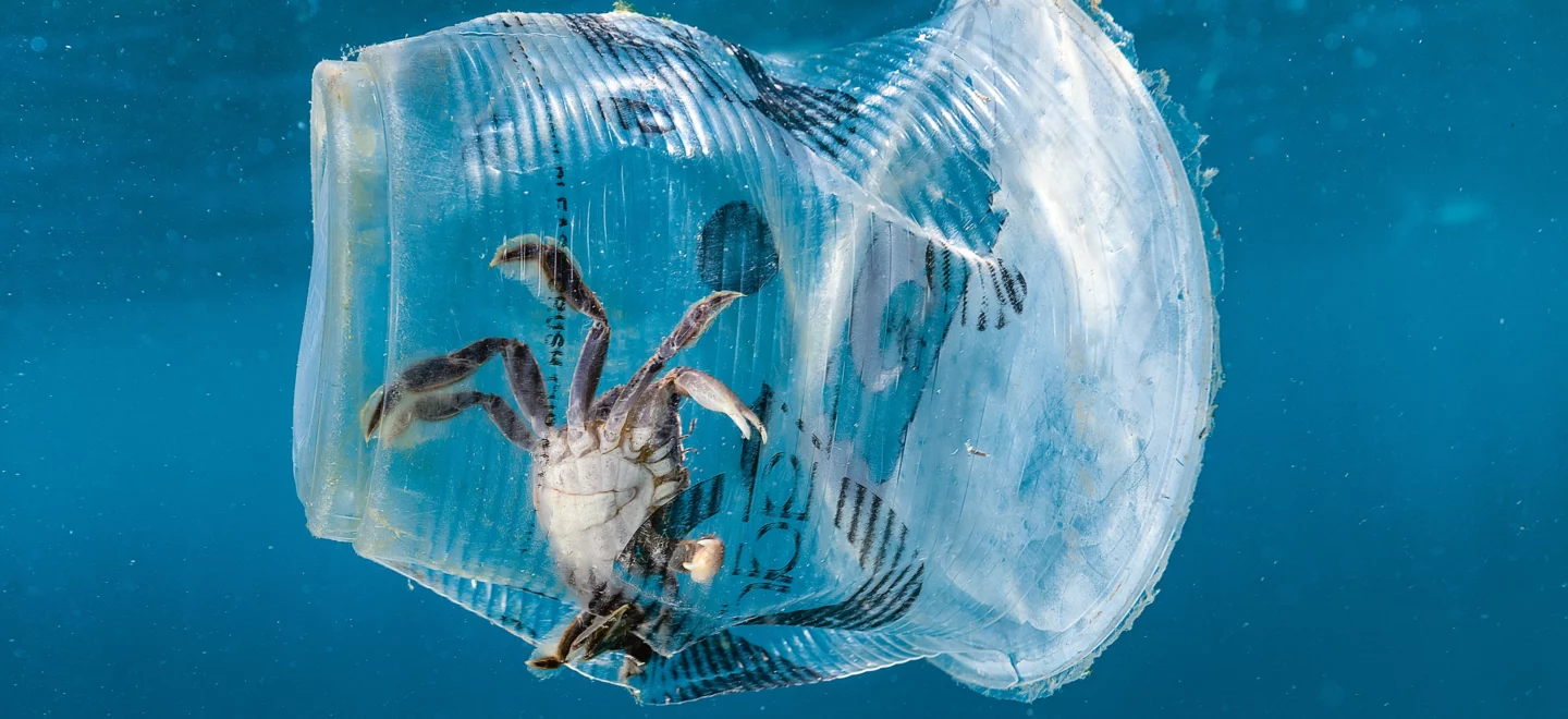 Ein Krebs, der in einem Plastikbecher steckt.