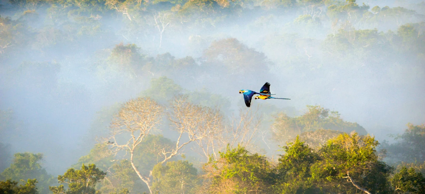 Regenwald aus der Vogelperspektive.