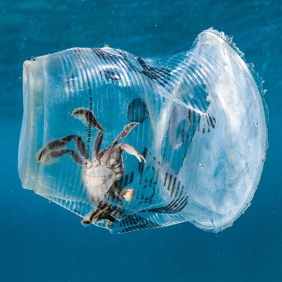 Ein Krebs, der in einem Plastikbecher steckt.
