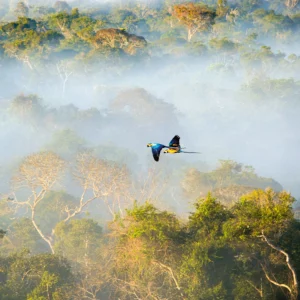 Regenwald aus der Vogelperspektive.