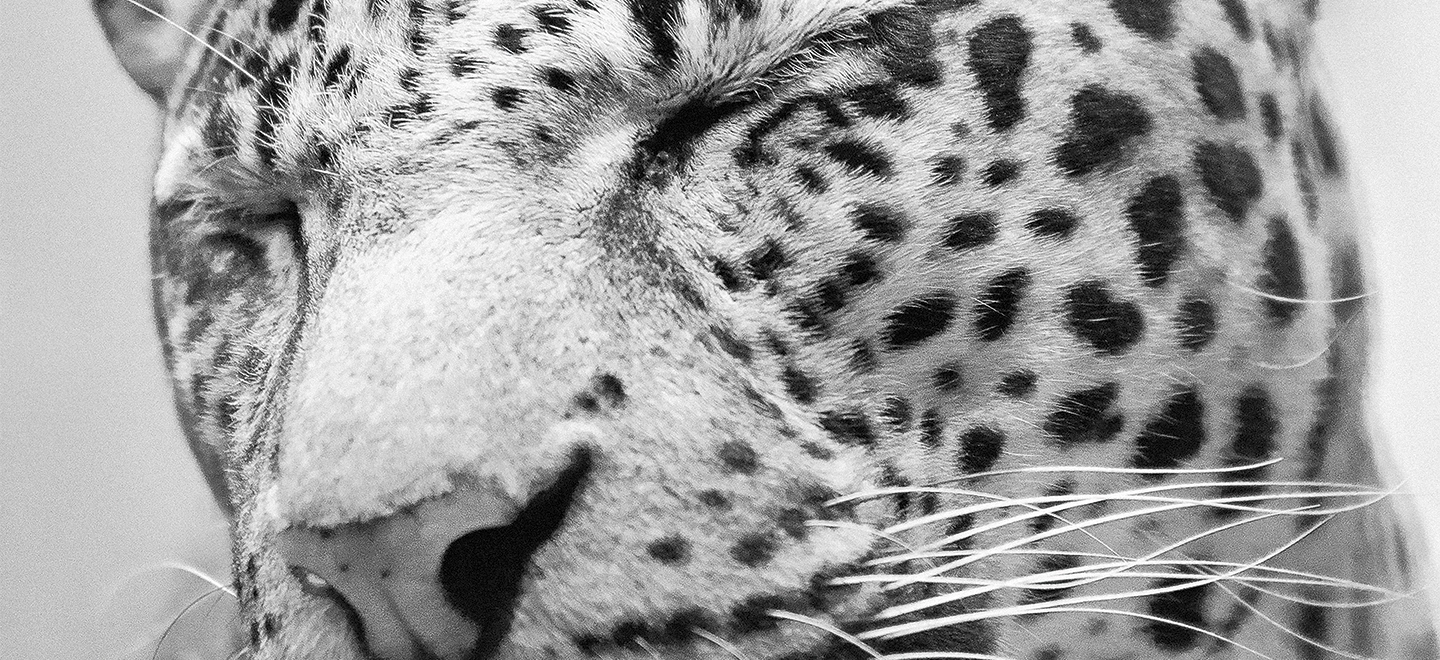 Schwarz-Weiß-Foto von einem Leoparden mit geschlossenen Augen.