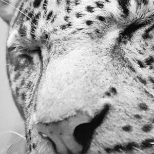 Schwarz-Weiß-Foto von einem Leoparden mit geschlossenen Augen.