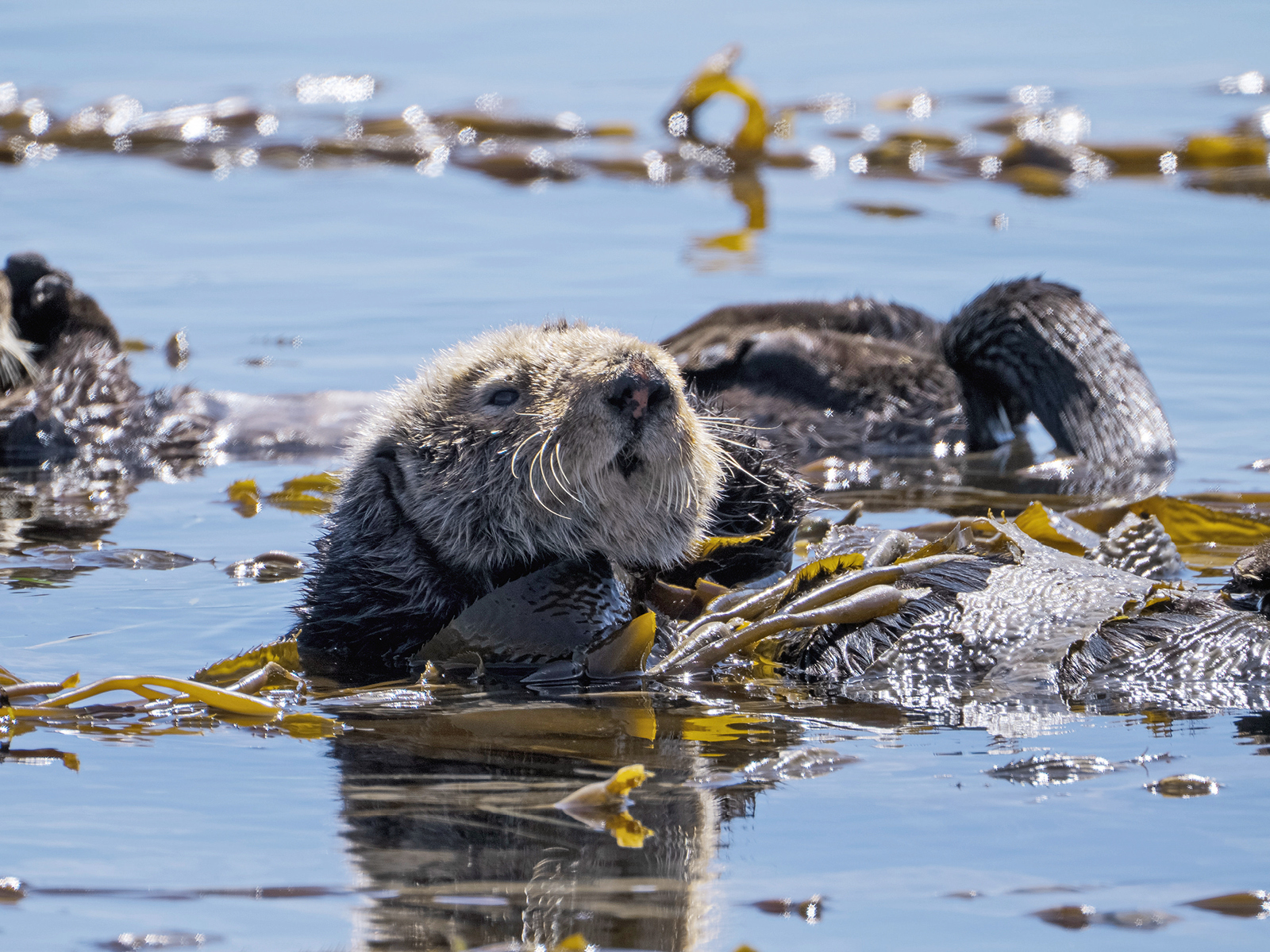 Filmszene mit Otter.