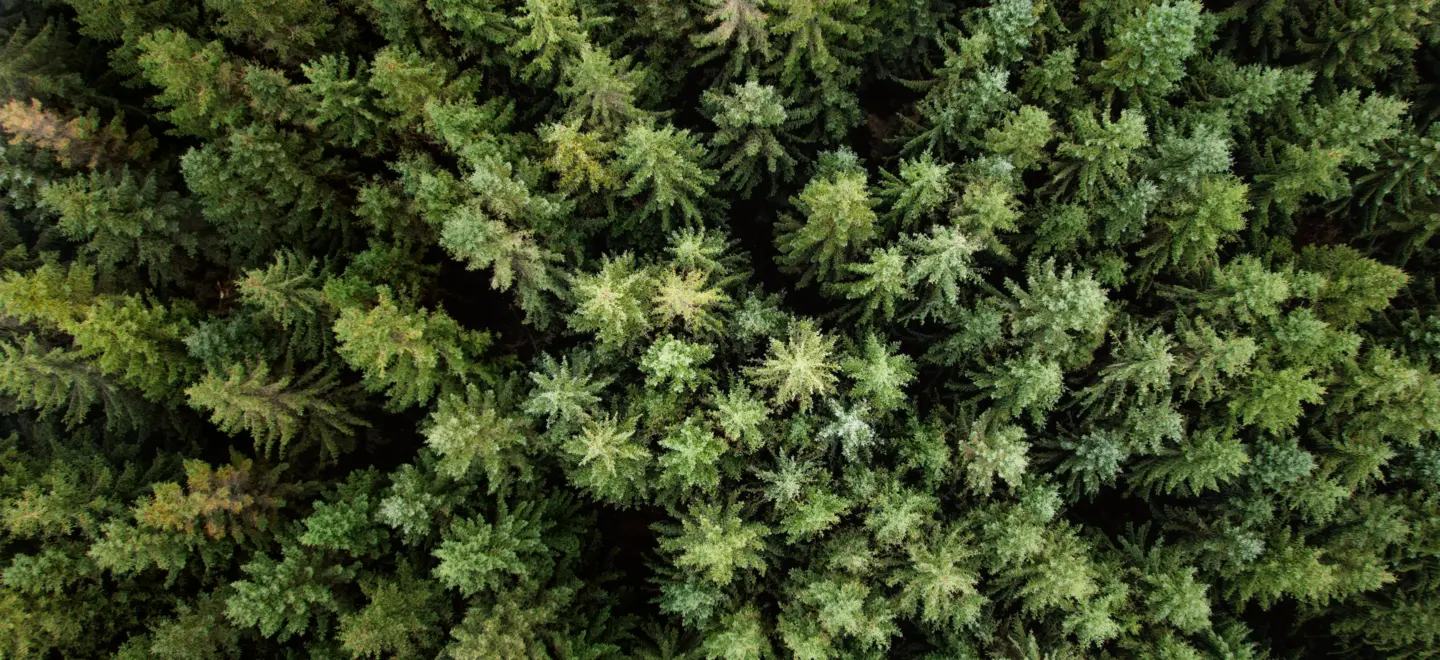 Wald von oben