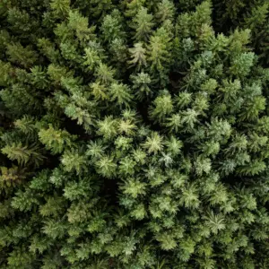 Wald von oben