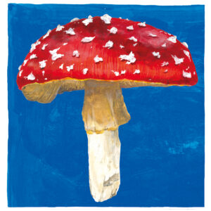Illustration eines Fliegenpilzes